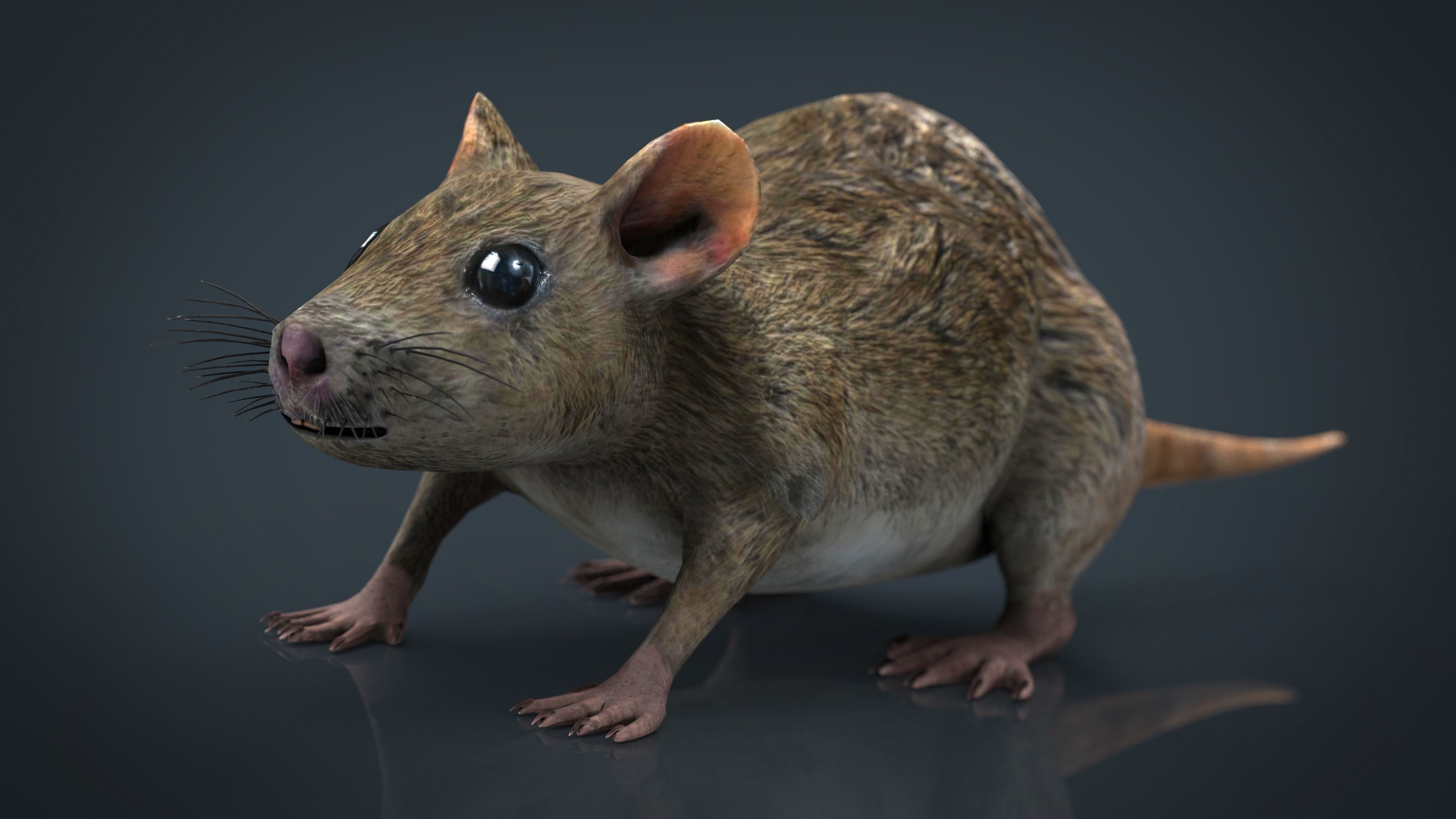 Realistic Rat Low-poly 3D model_11