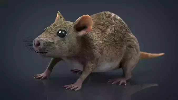 Realistic Rat Low-poly 3D model