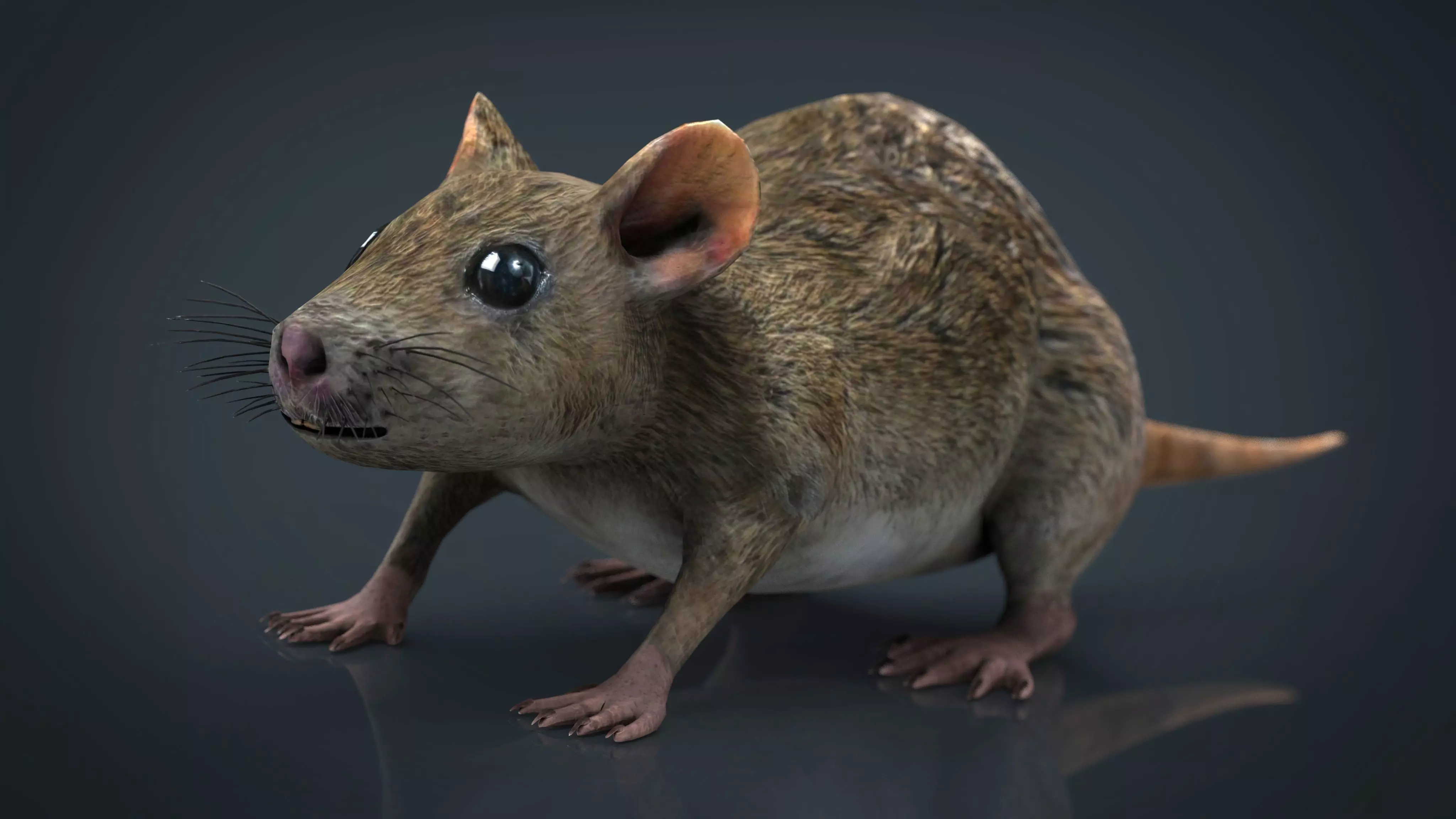Realistic Rat Low-poly 3D model_0