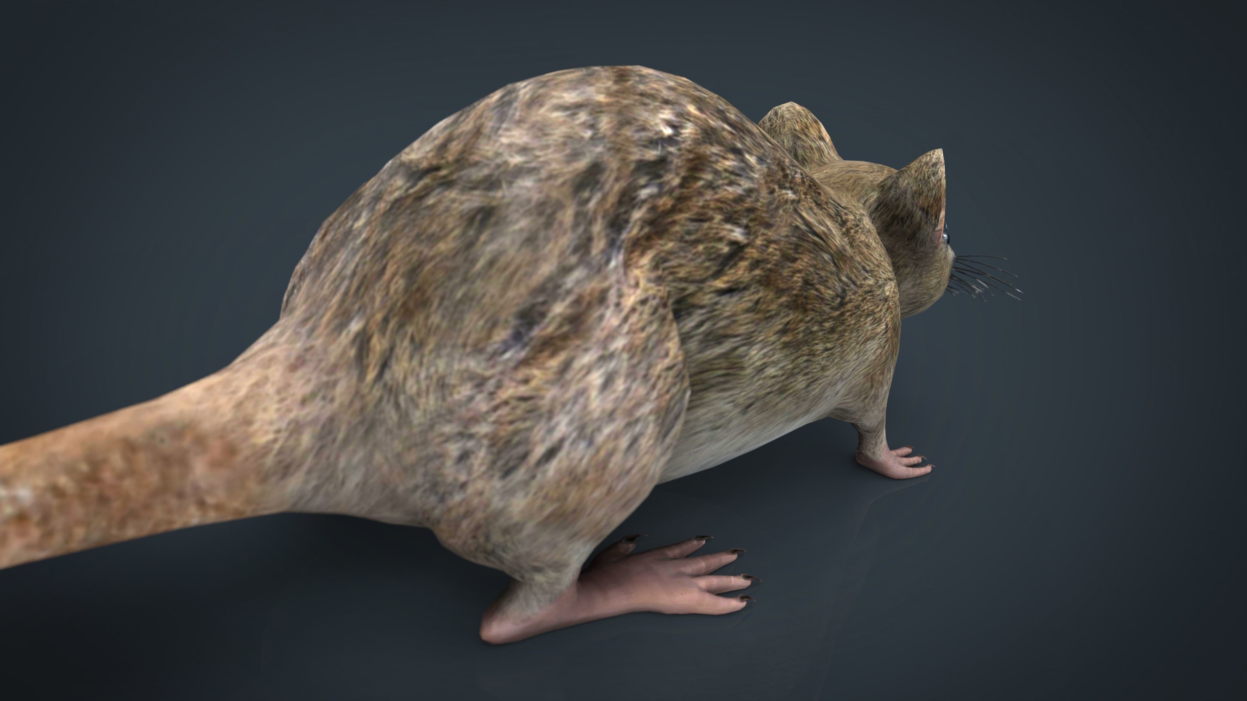 Realistic Rat Low-poly 3D model_14