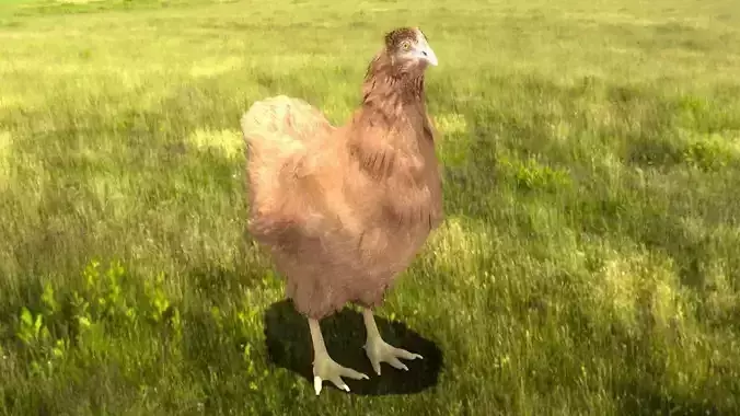 Chicken in grassy field Low-poly 3D model