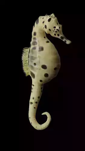 Potbelly Seahorse Low-poly 3D model