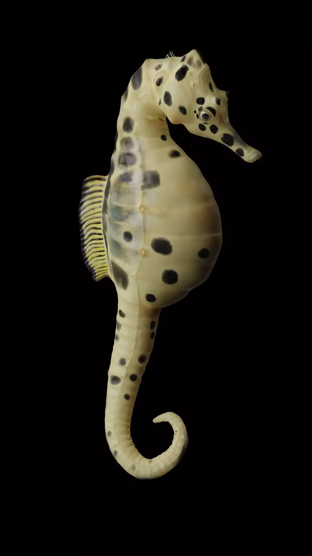 Potbelly Seahorse Low-poly 3D model_0