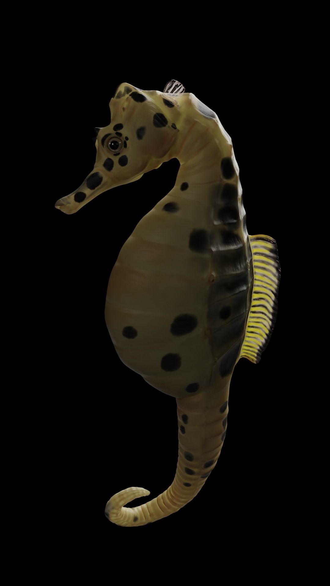 Potbelly Seahorse Low-poly 3D model_3