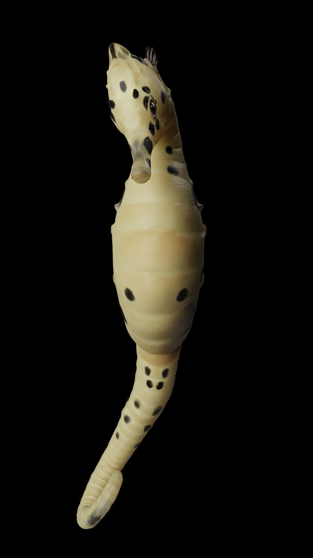 Potbelly Seahorse Low-poly 3D model_1