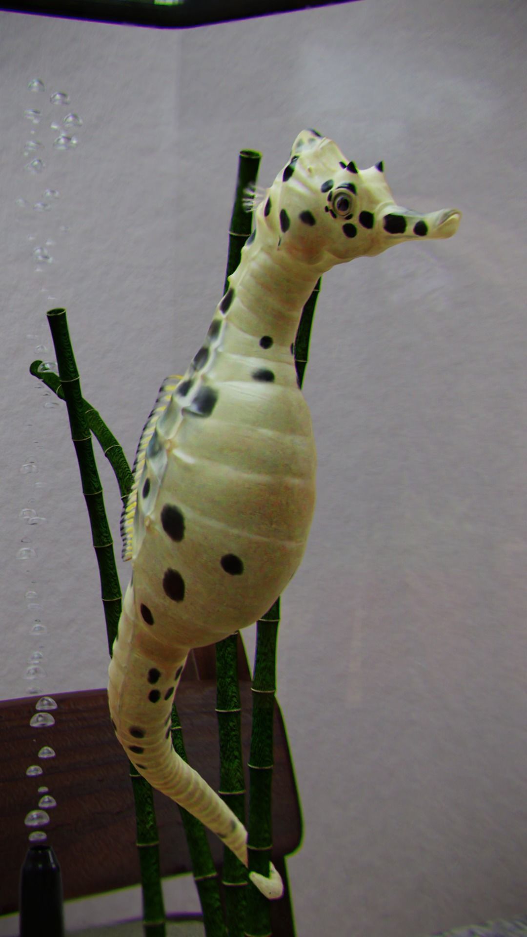 Potbelly Seahorse Low-poly 3D model_4