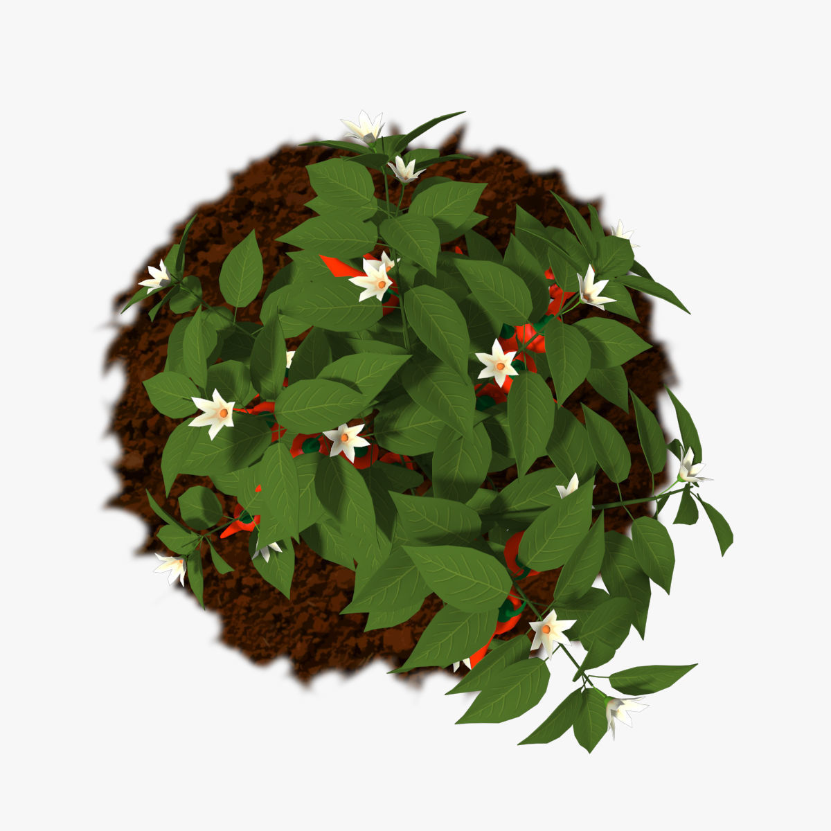 Cartoon Pepper Plant Low-poly 3D model_2