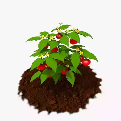 Cartoon Tomato Plant