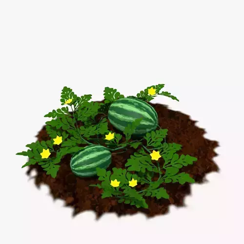 Cartoon Watermelon Plant