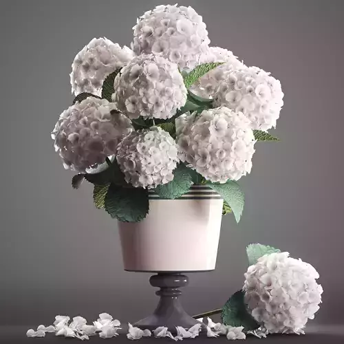Bouquet of white Hydrangea
