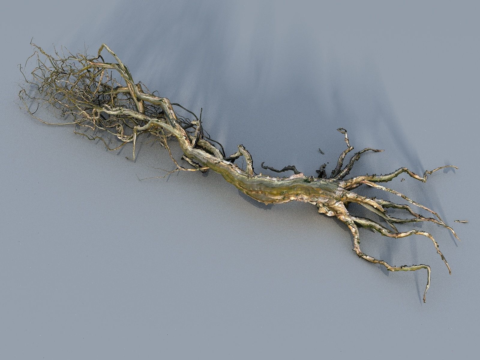 OLD FOREST PACK 10 3D model_34