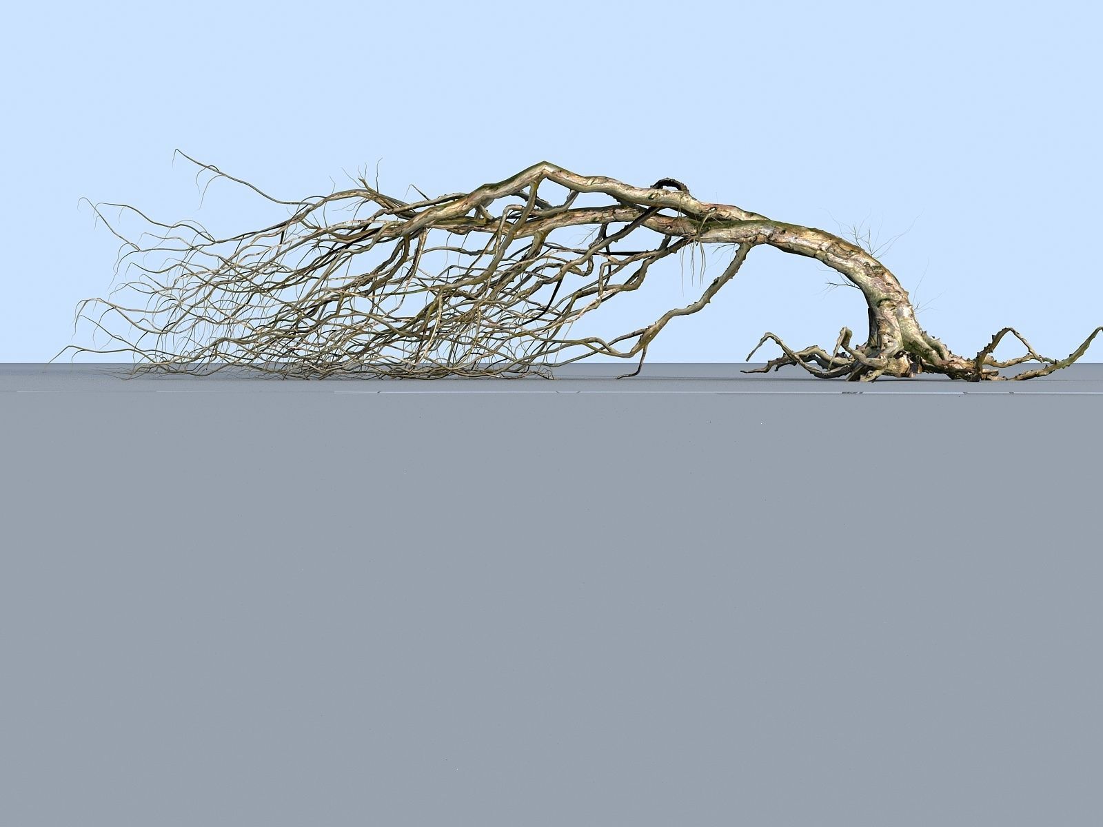 OLD FOREST PACK 10 3D model_38