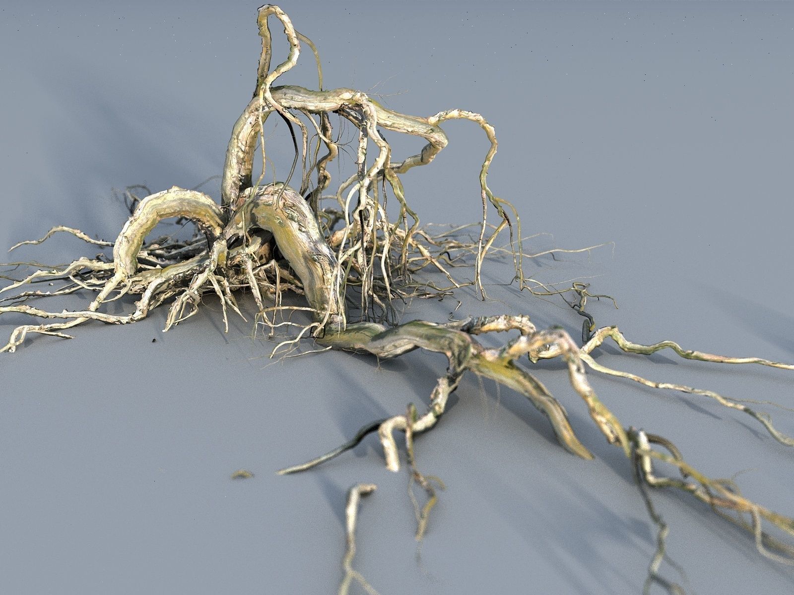 OLD FOREST PACK 10 3D model_12