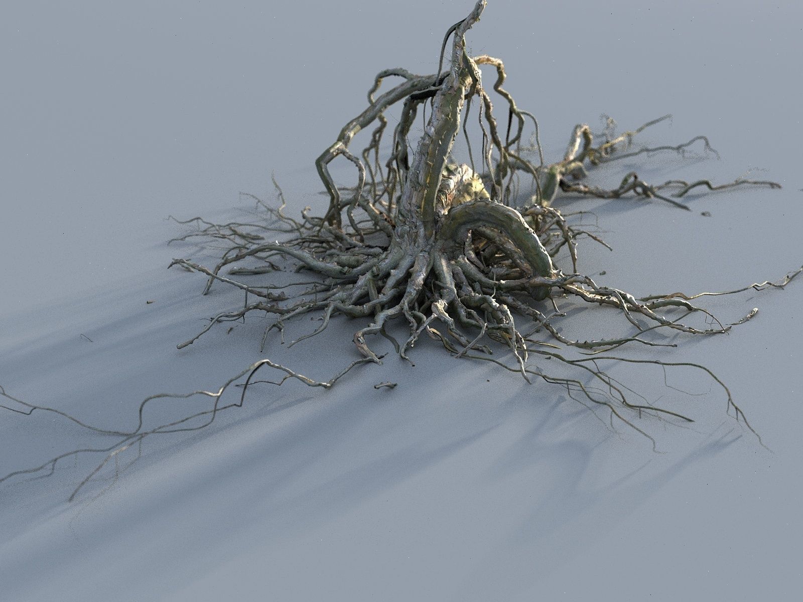 OLD FOREST PACK 10 3D model_13