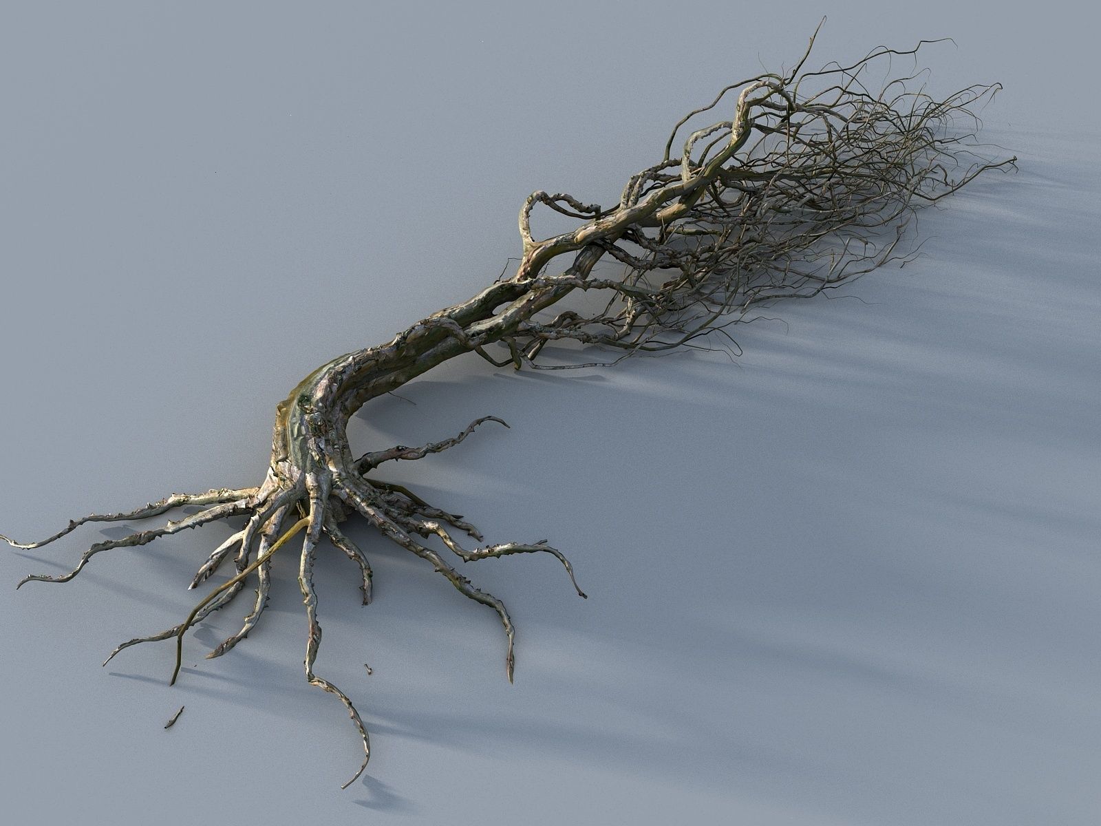 OLD FOREST PACK 10 3D model_36