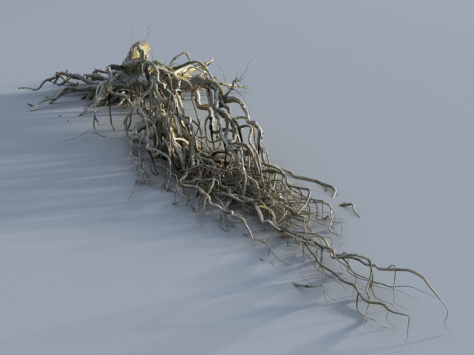 OLD FOREST PACK 10 3D model_23