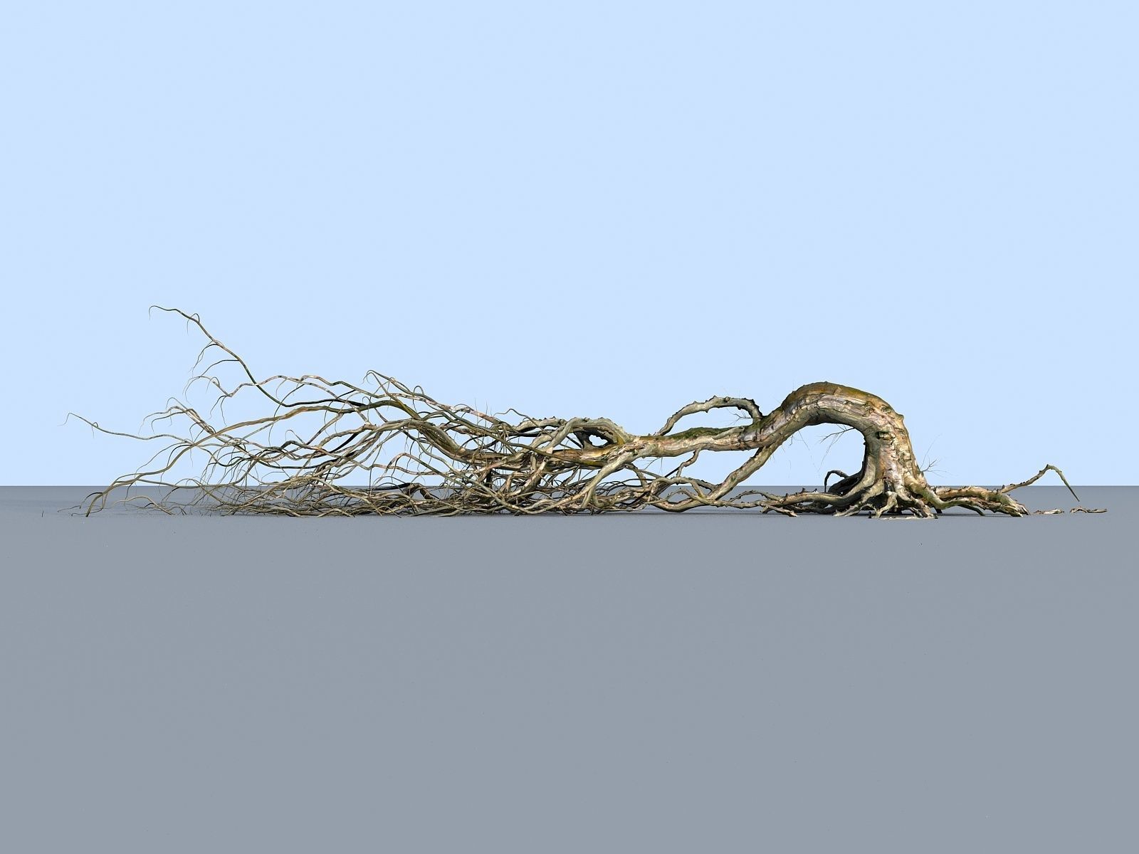 OLD FOREST PACK 10 3D model_24