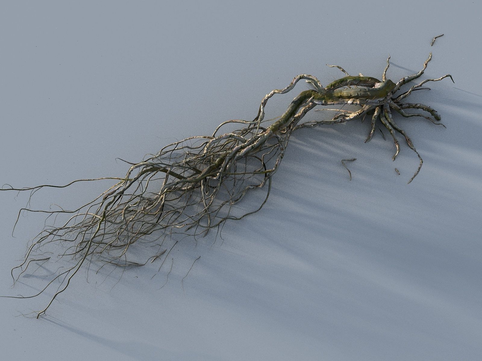 OLD FOREST PACK 10 3D model_28