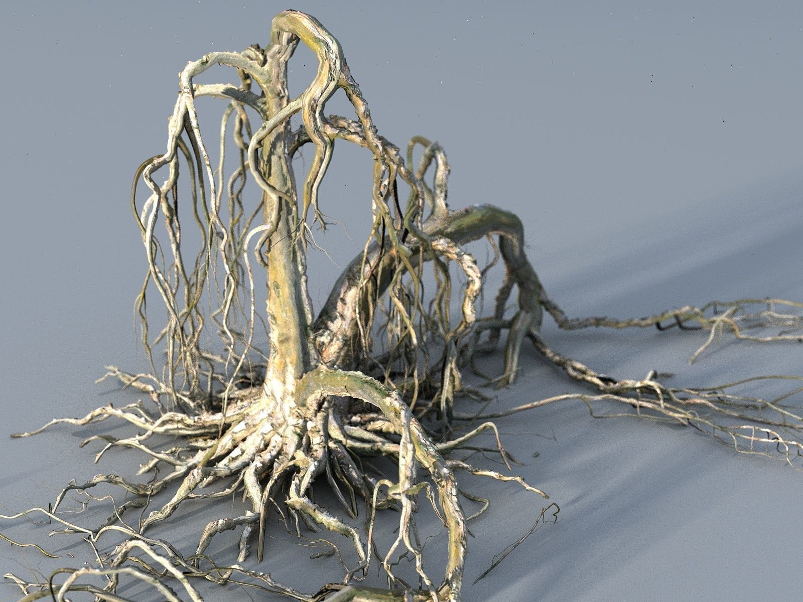 OLD FOREST PACK 10 3D model_17