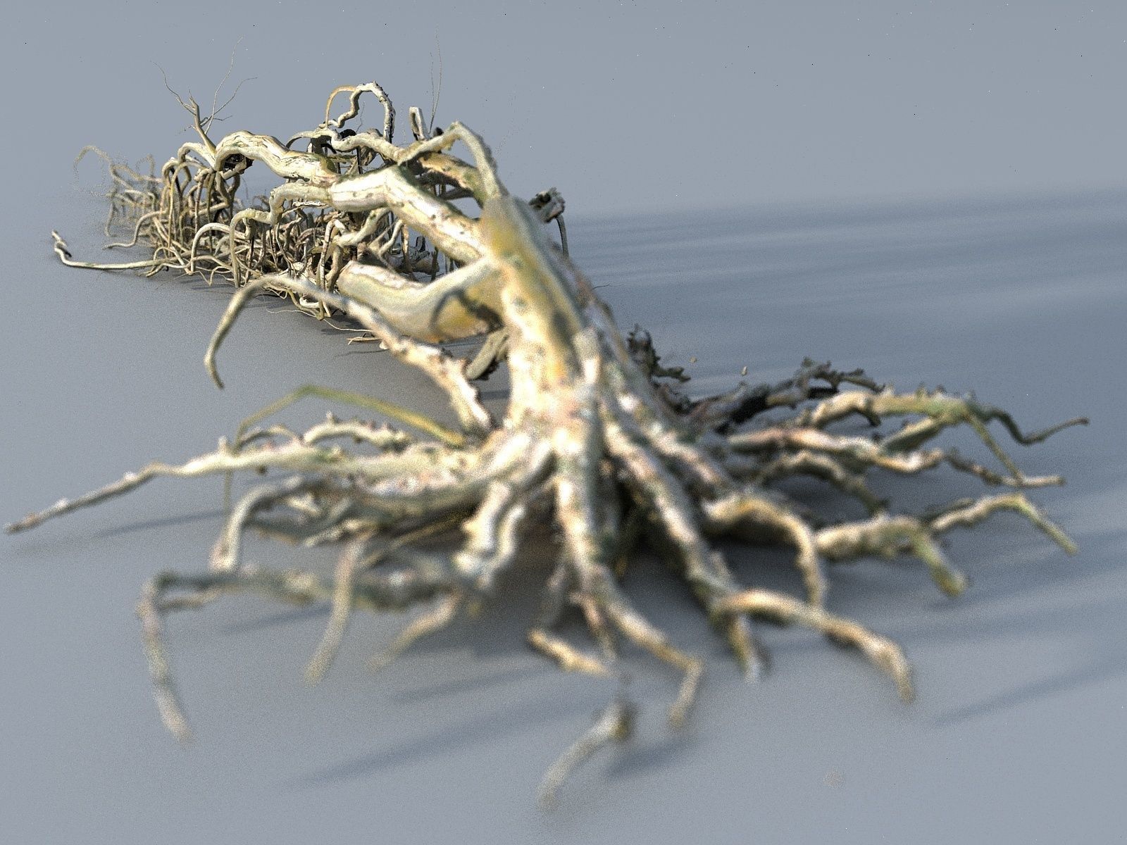 OLD FOREST PACK 10 3D model_20