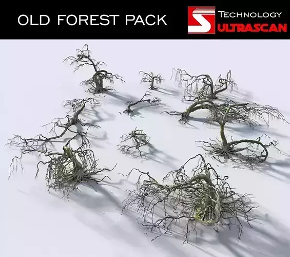 OLD FOREST PACK 10 3D model