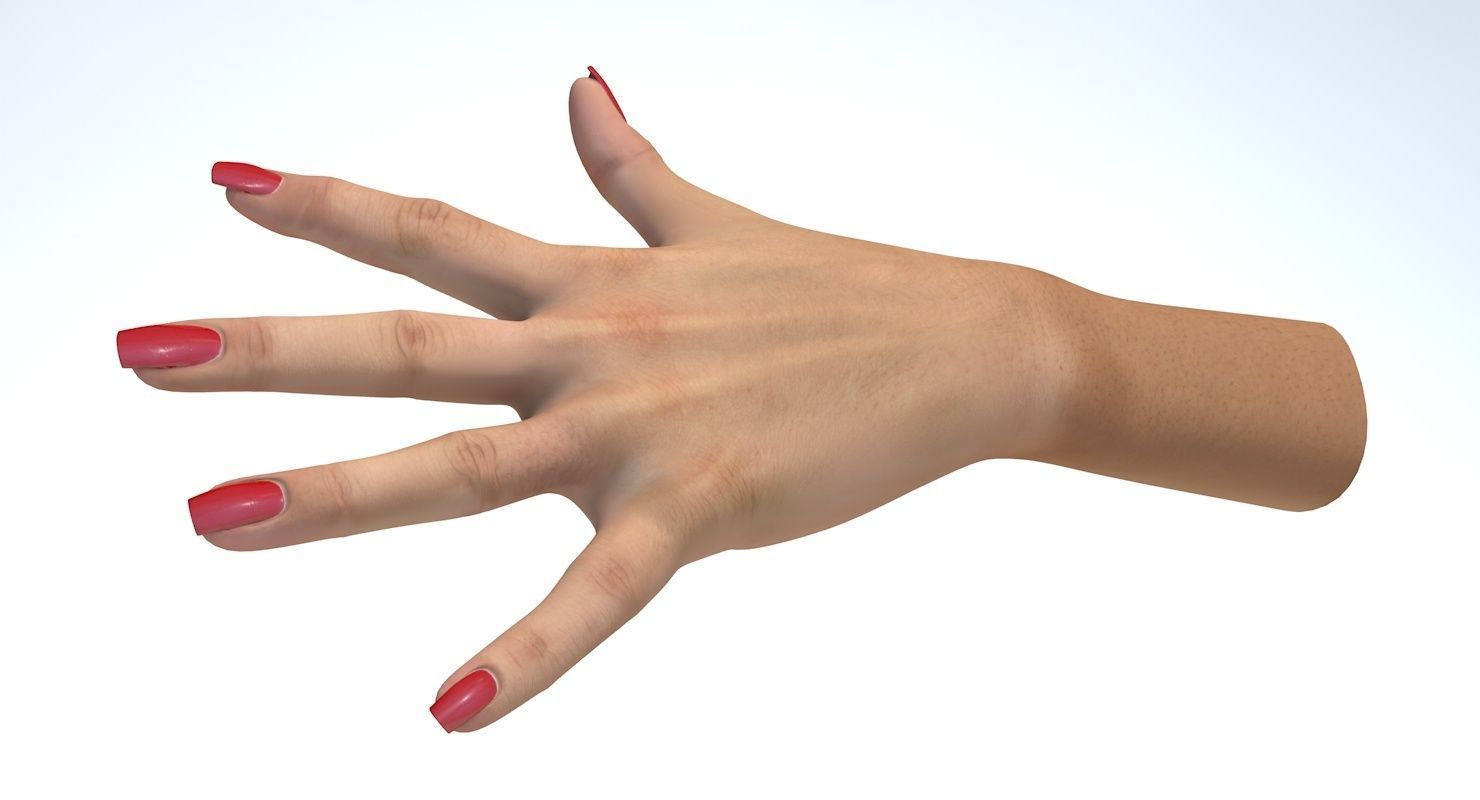 Hand 3d model left female Low-poly 3D model_12