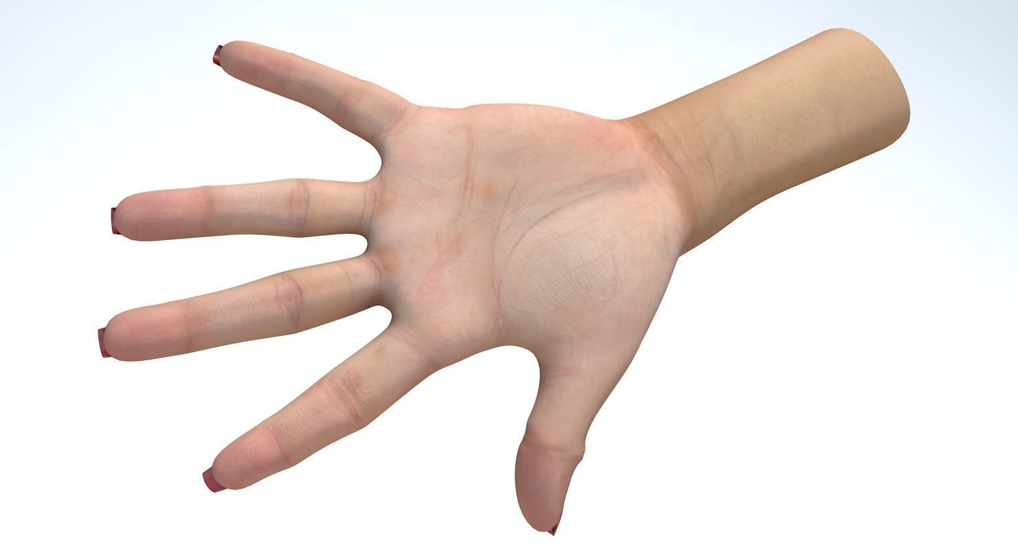Hand 3d model left female Low-poly 3D model_13