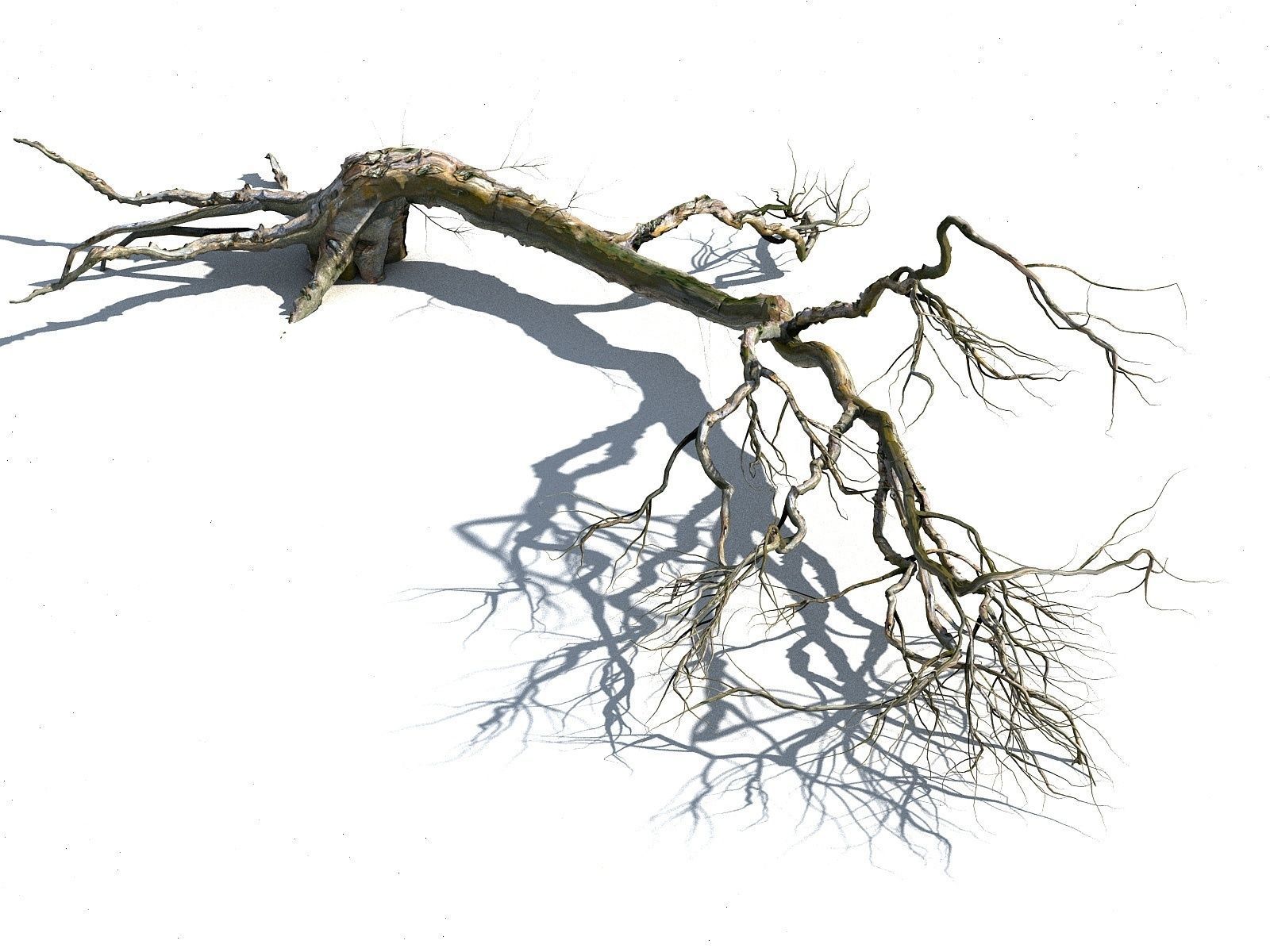 Old Forest Pack 30 3D model_11