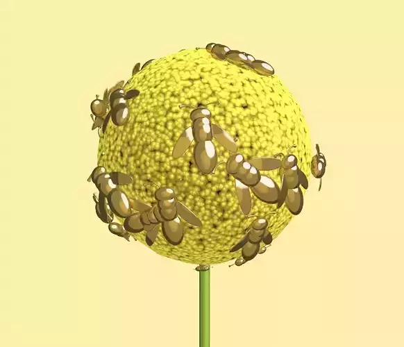 bees on a giant immortelle