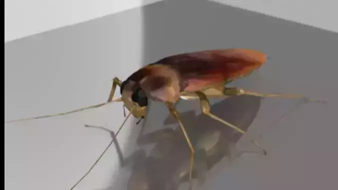 roach cockroach
