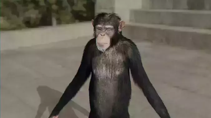 monkey chimpanzee on sidewalk 3D model