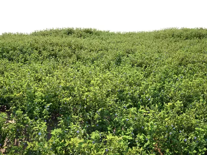 Blueberry Bushes 3D model