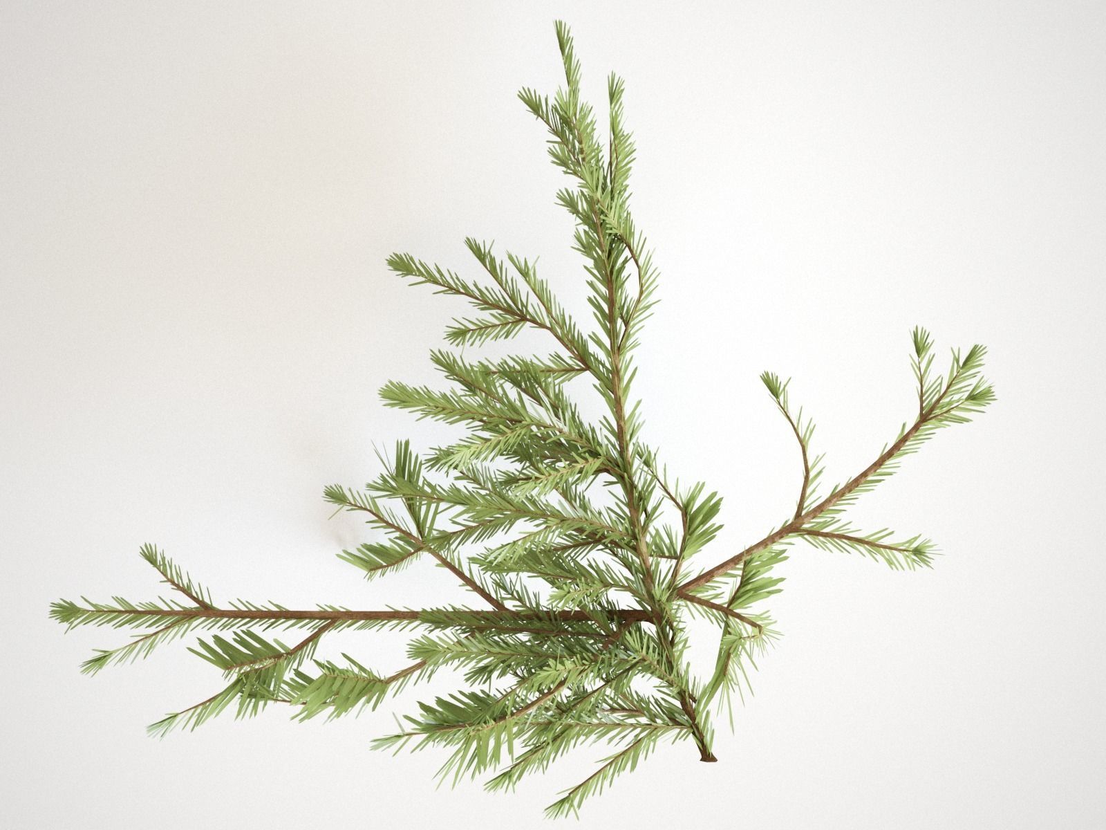 Pinetree Branches 3D model_8