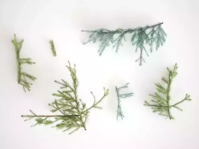 Pinetree Branches