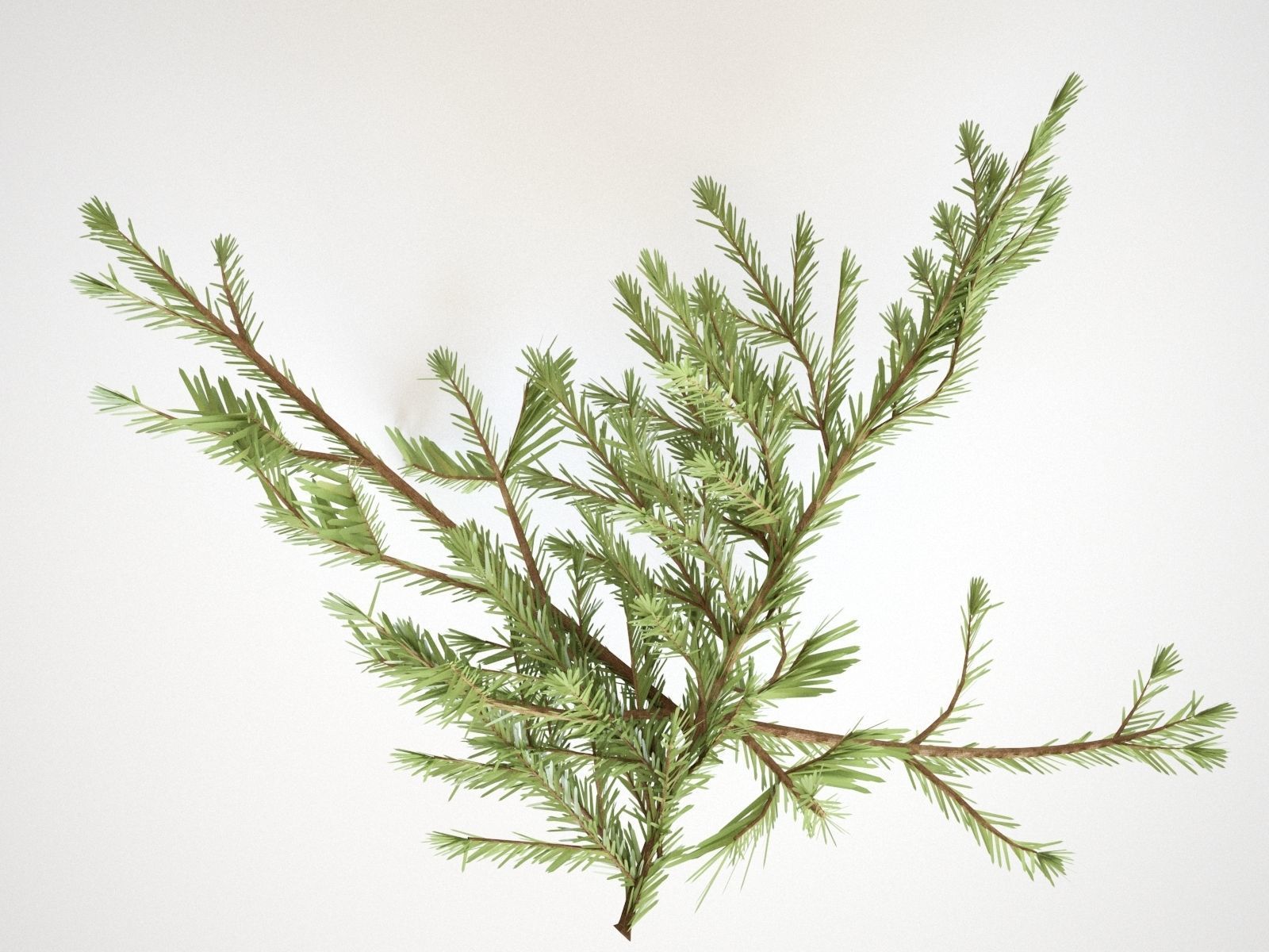 Pinetree Branches 3D model_3