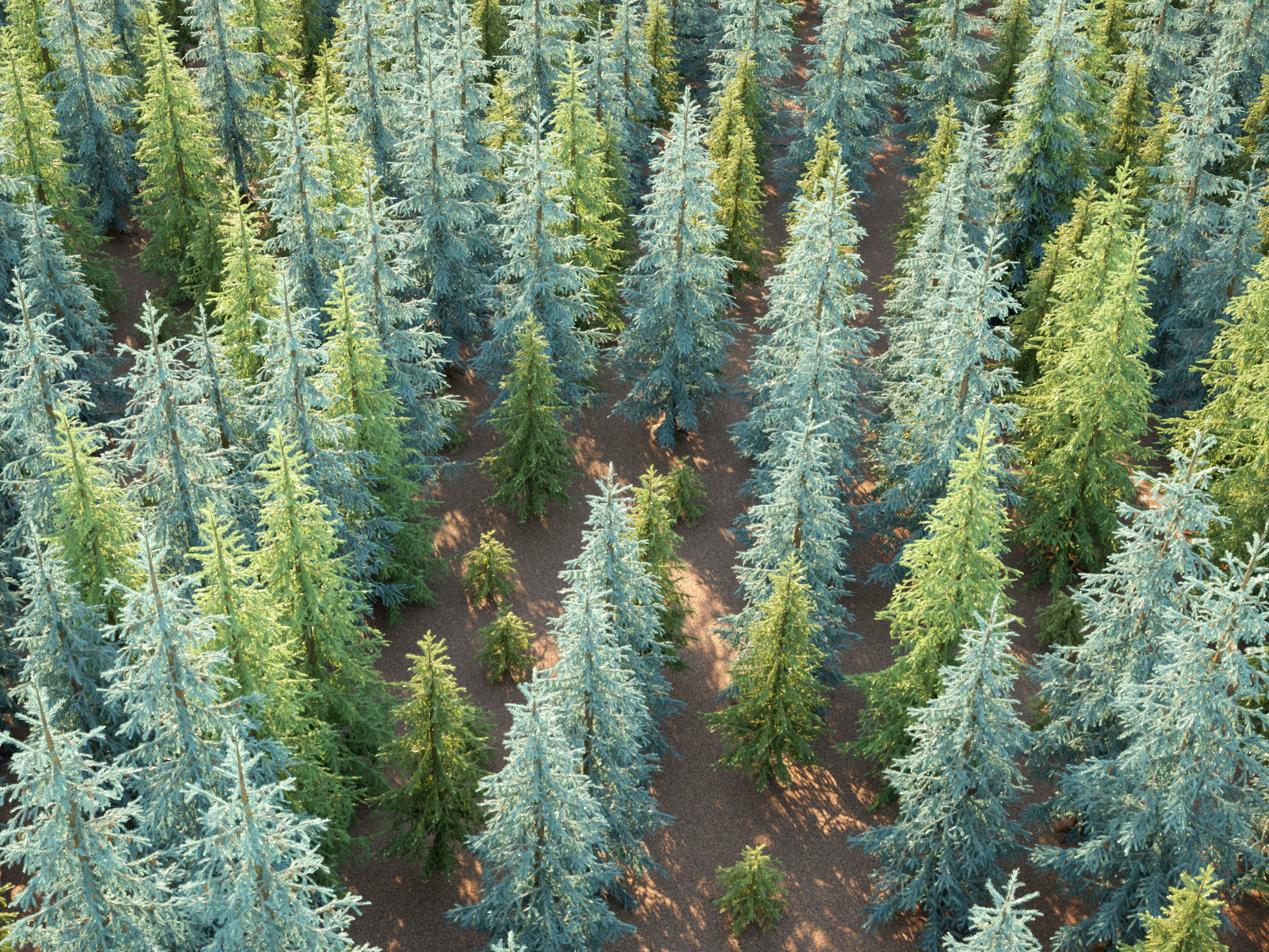 Pinetrees spruce tree set 3D model_1