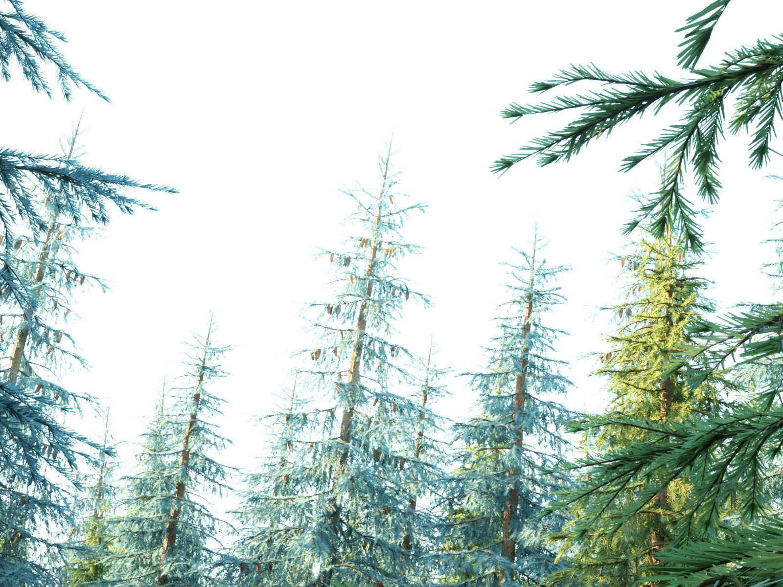 Pinetrees spruce tree set 3D model_5