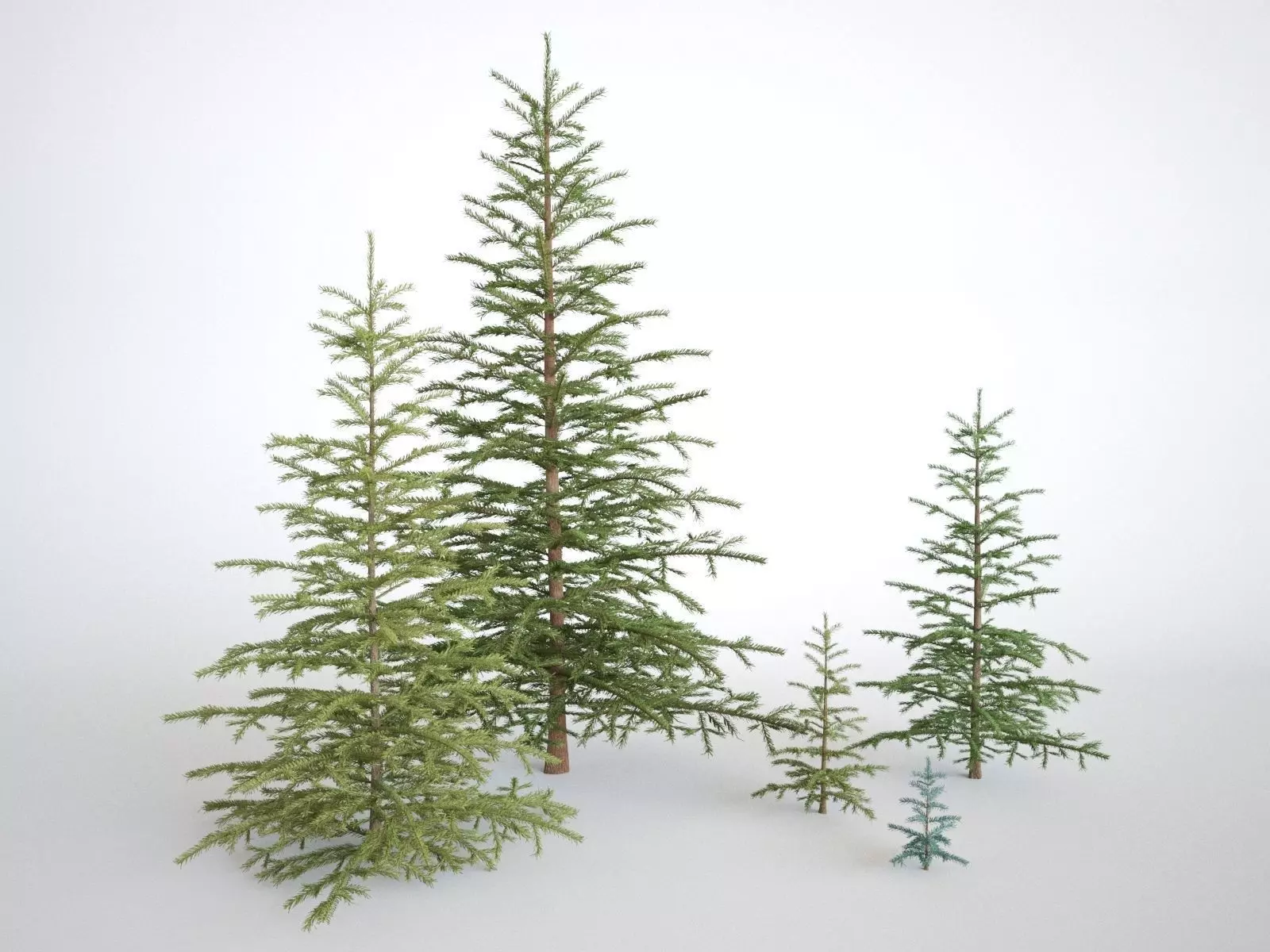 Pinetree Small 3D model_0