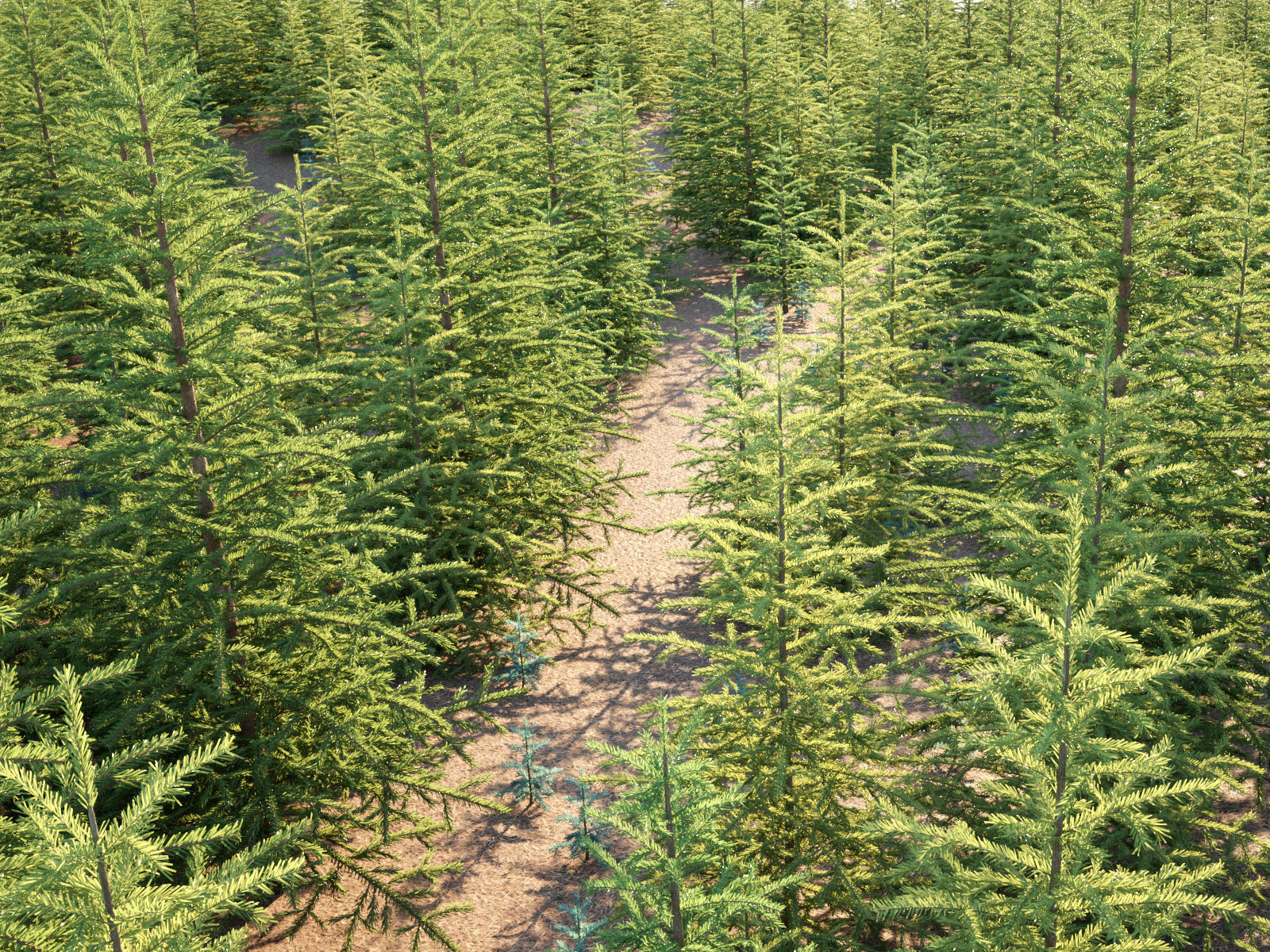 Pinetree Small 3D model_4