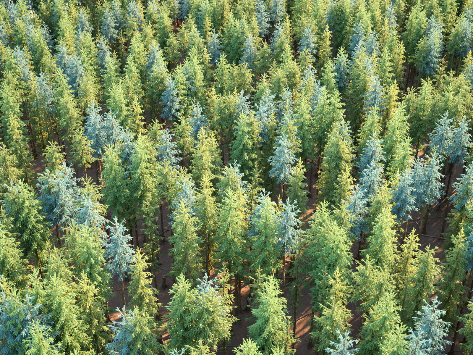 Blueberry Pinetree Forest 3D model_31