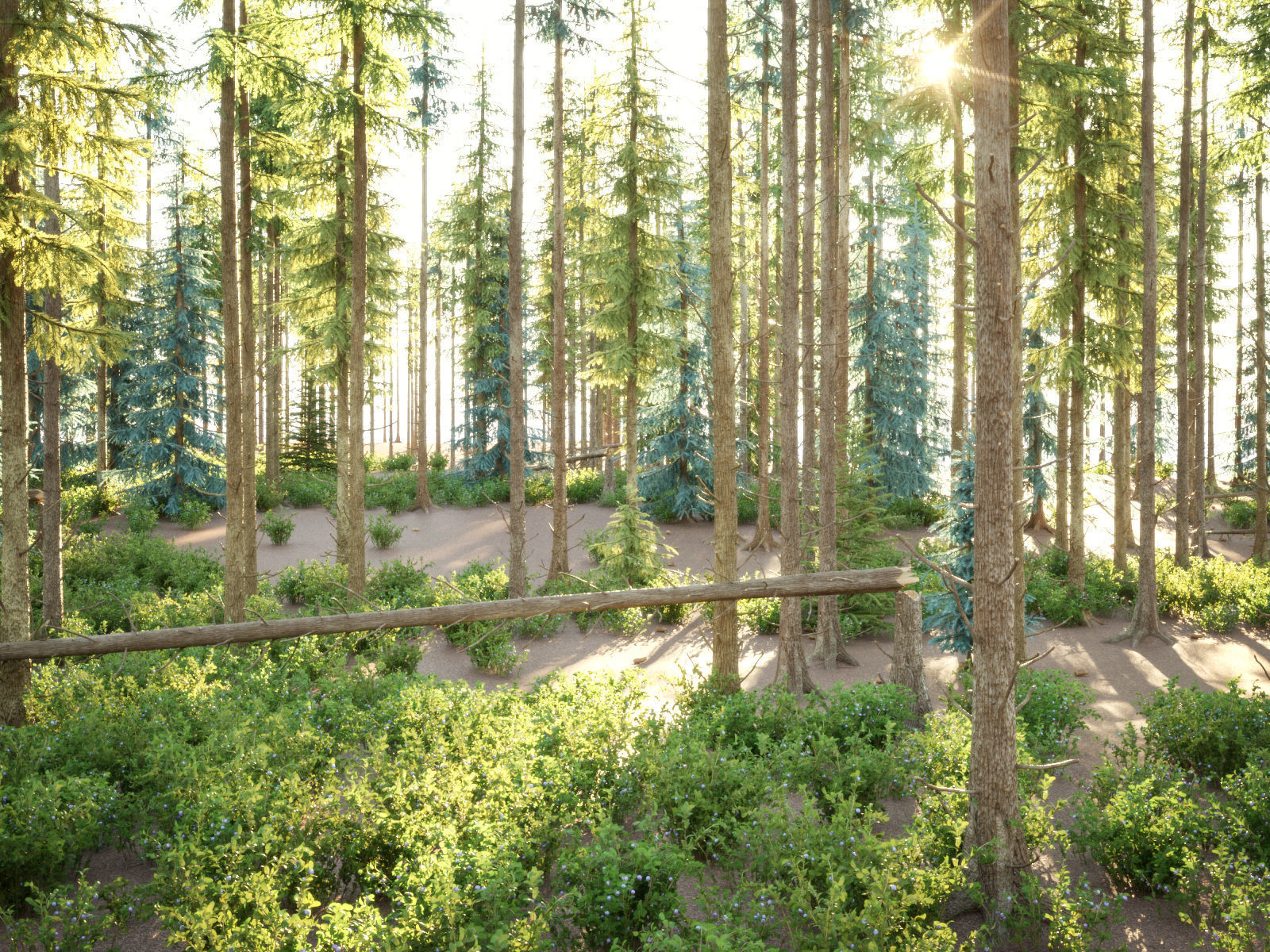 Blueberry Pinetree Forest 3D model_22