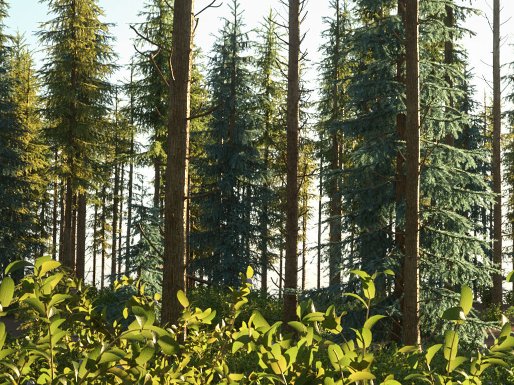 Blueberry Pinetree Forest 3D model_13