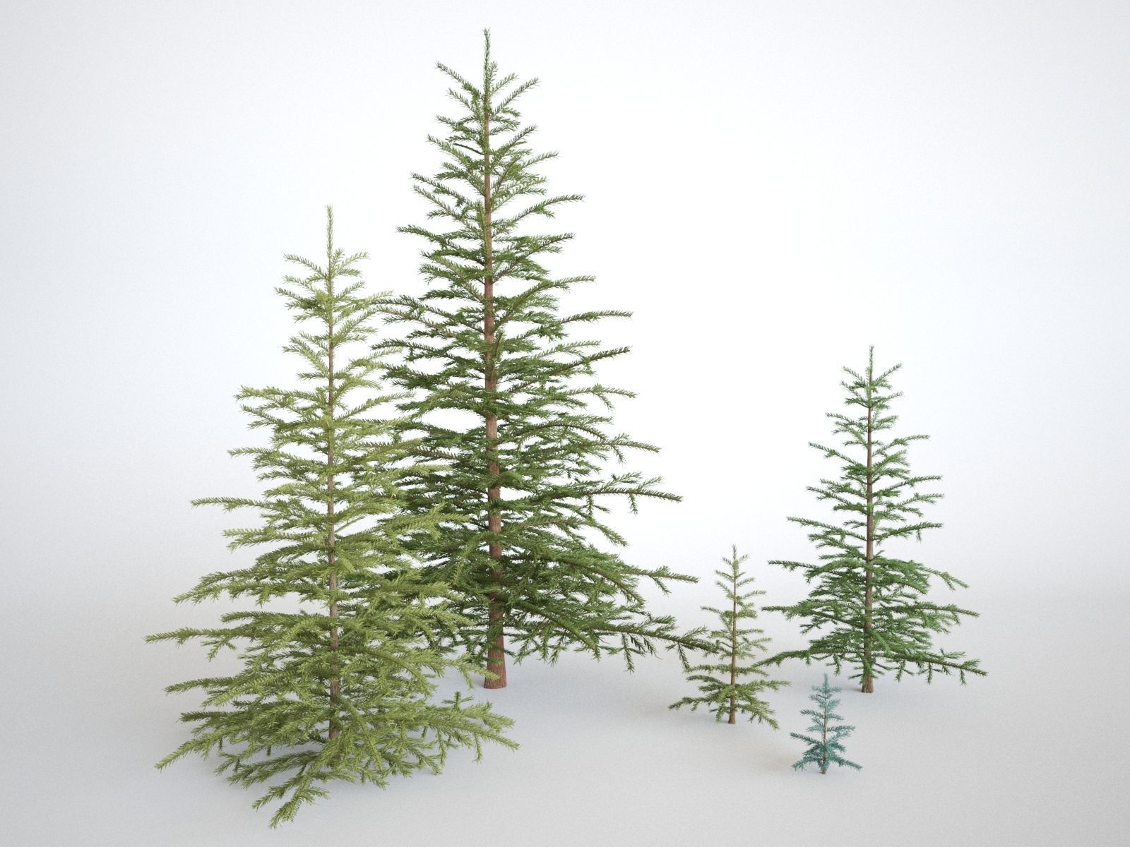 Blueberry Pinetree Forest 3D model_5