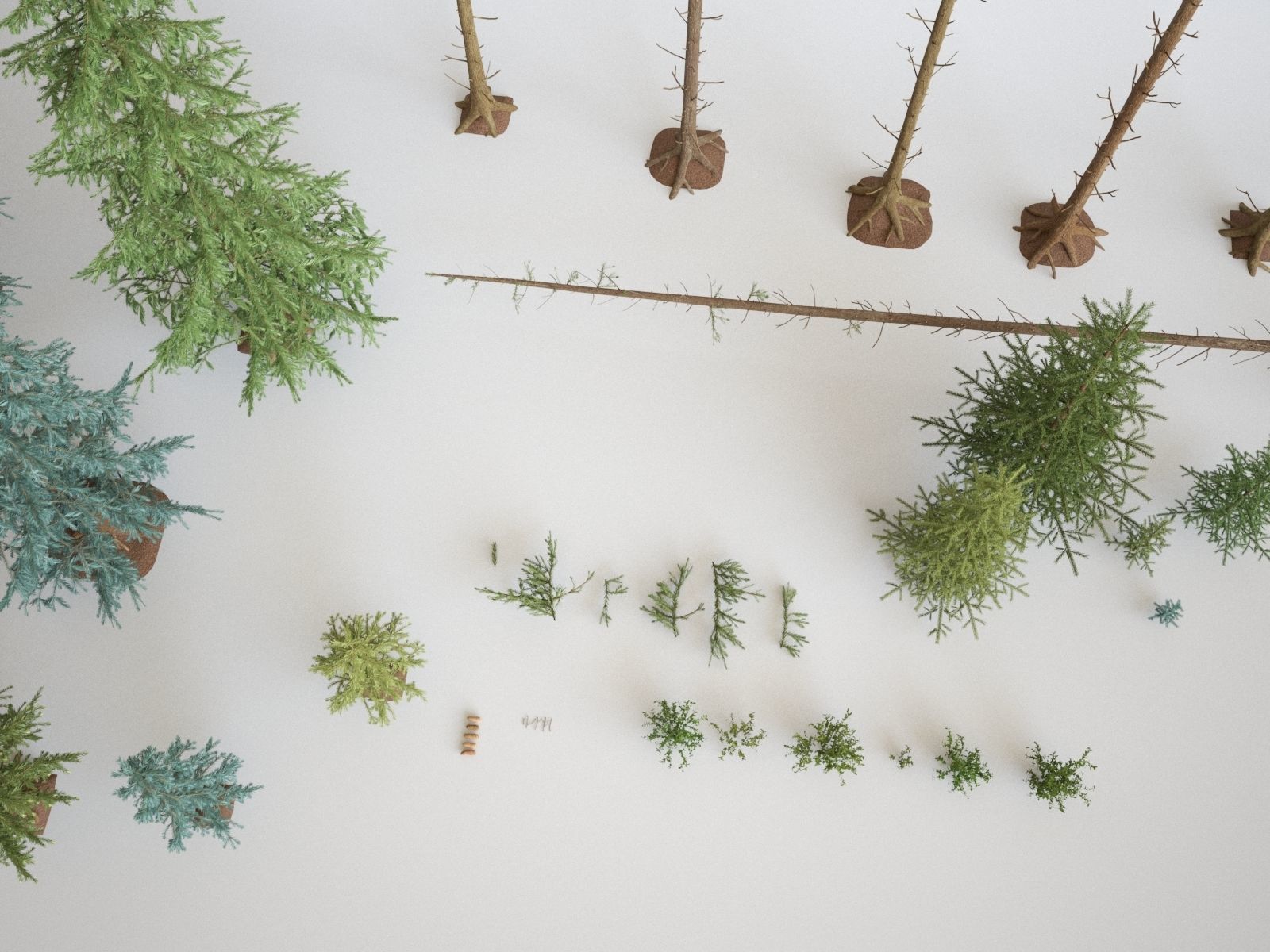 Blueberry Pinetree Forest 3D model_2