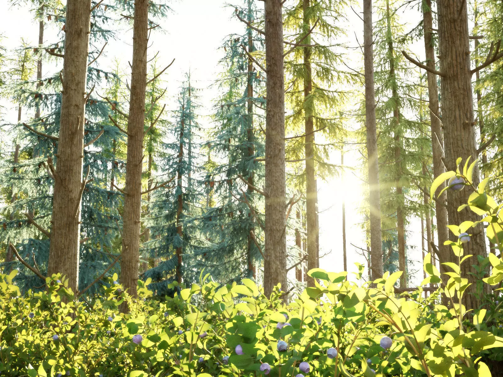 Blueberry Pinetree Forest 3D model_0