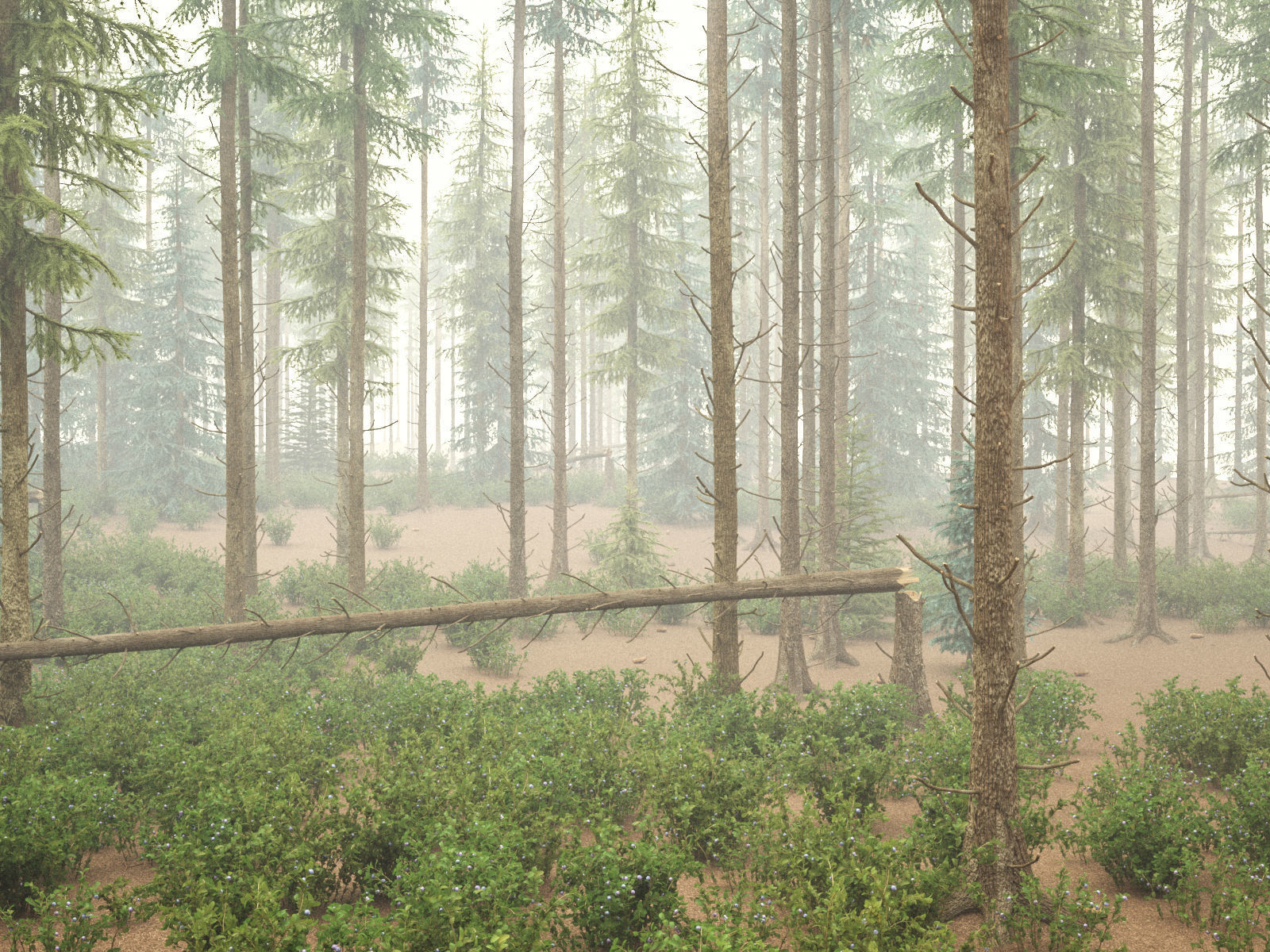 Blueberry Pinetree Forest 3D model_24