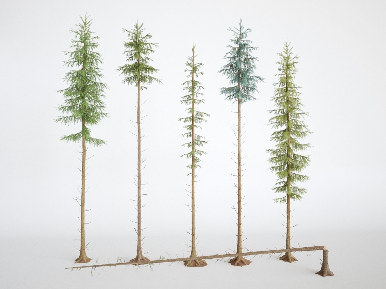 Blueberry Pinetree Forest 3D model_3