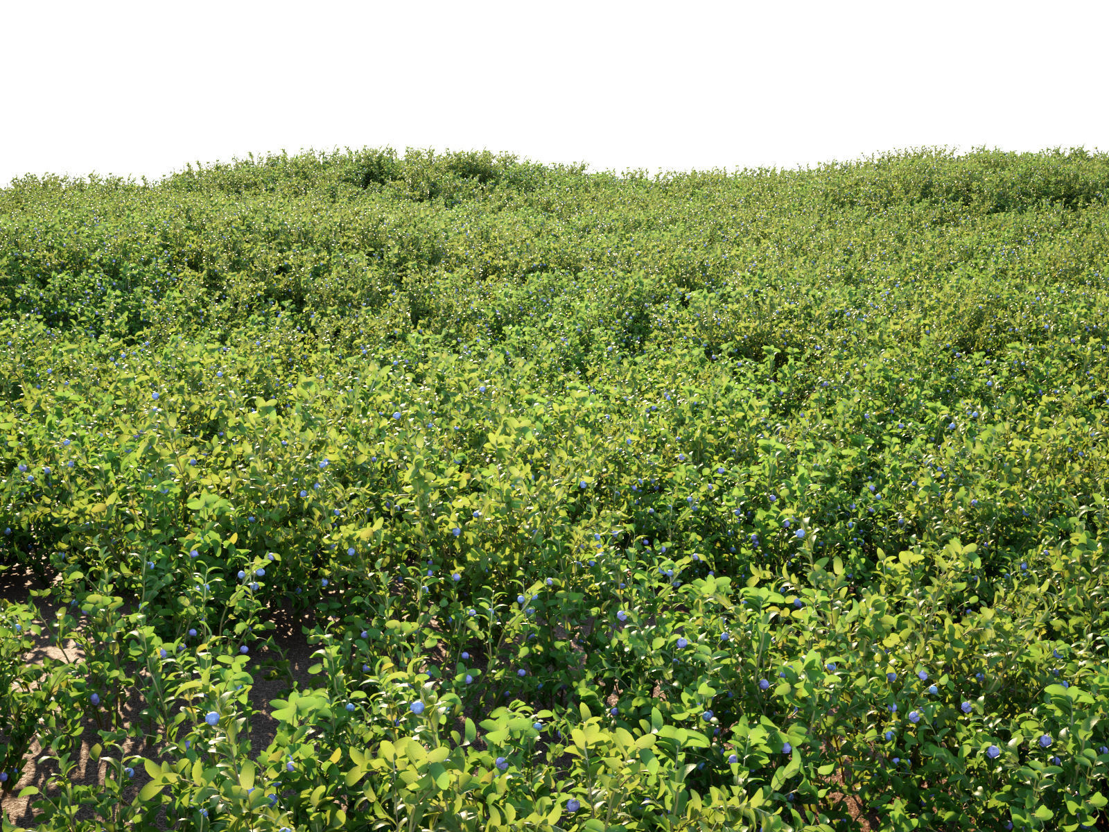 Blueberry Pinetree Forest 3D model_14