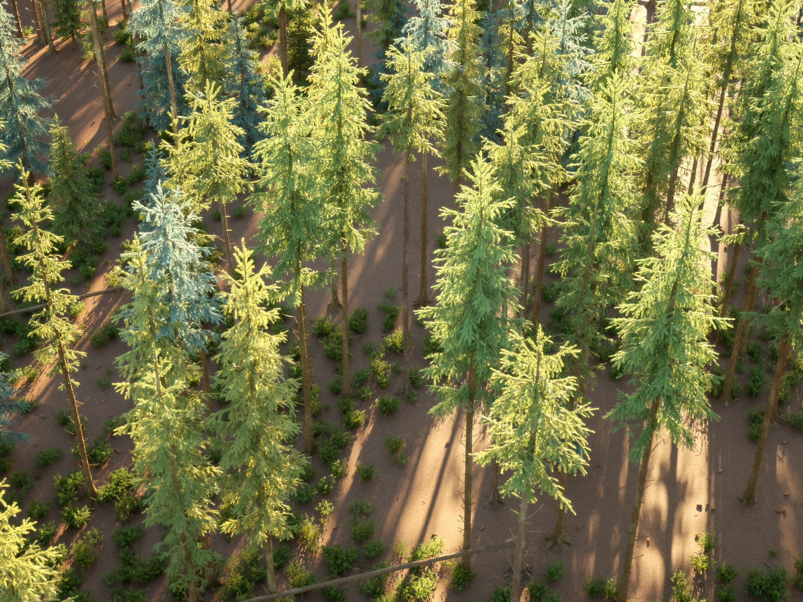 Blueberry Pinetree Forest 3D model_12
