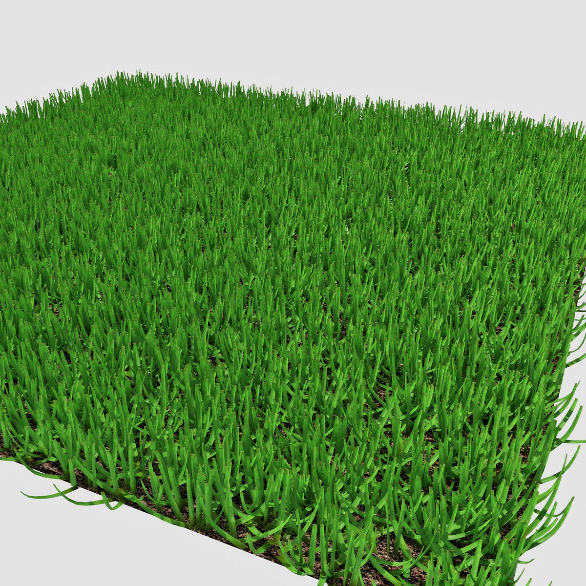 Grass 03 3D model_5